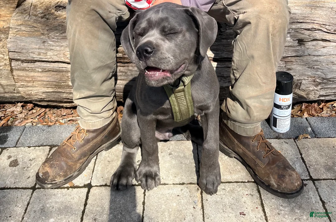 Cane Corso dogs for sale: Zeus - Ad 2
