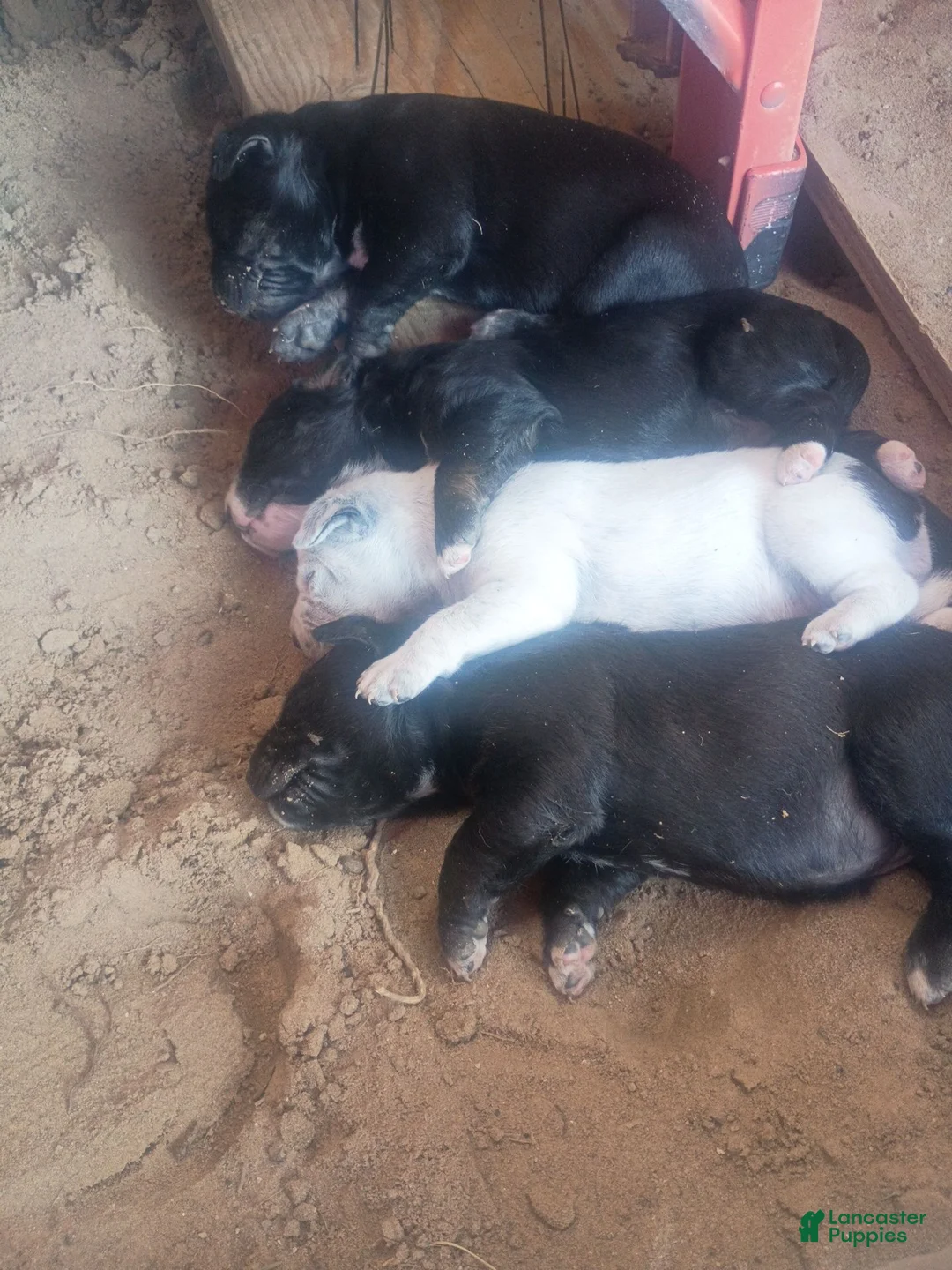 Mixed Breed dogs for sale: Mixed Breed 3 - Ad 1