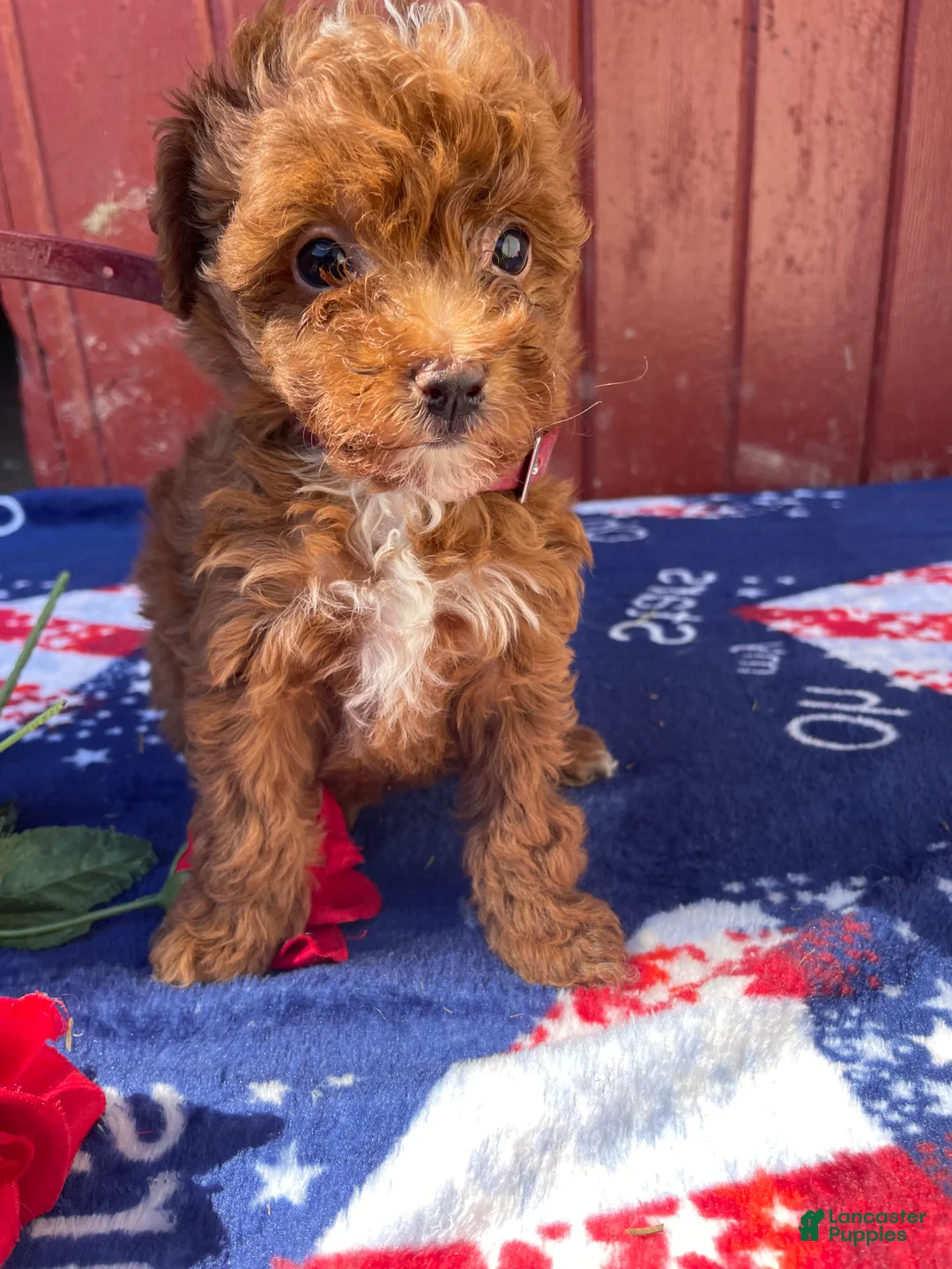Mini Goldendoodle dogs for sale: Honey - Ad 4
