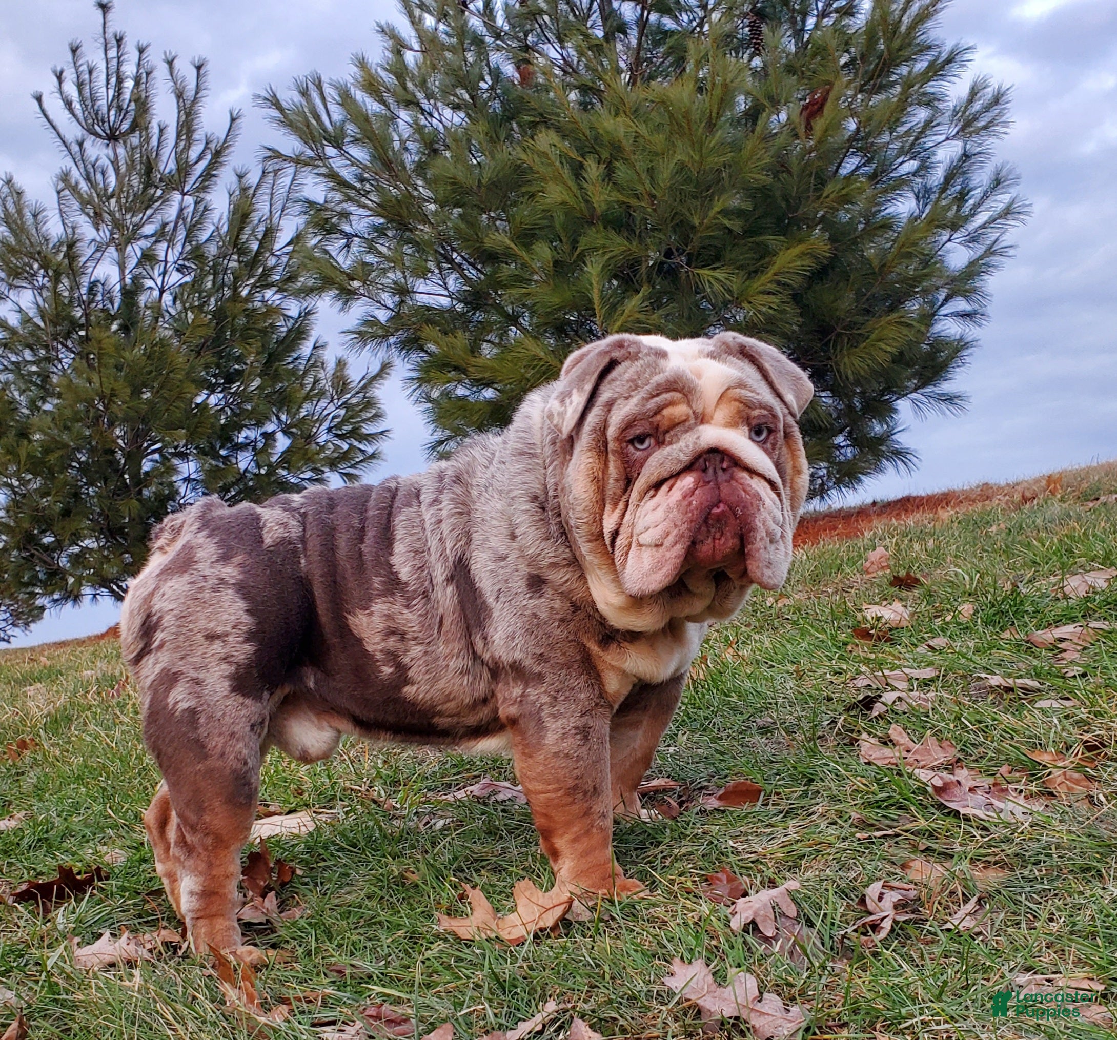 English Bulldog dogs English Bulldog Puppy 1 - Ad 1