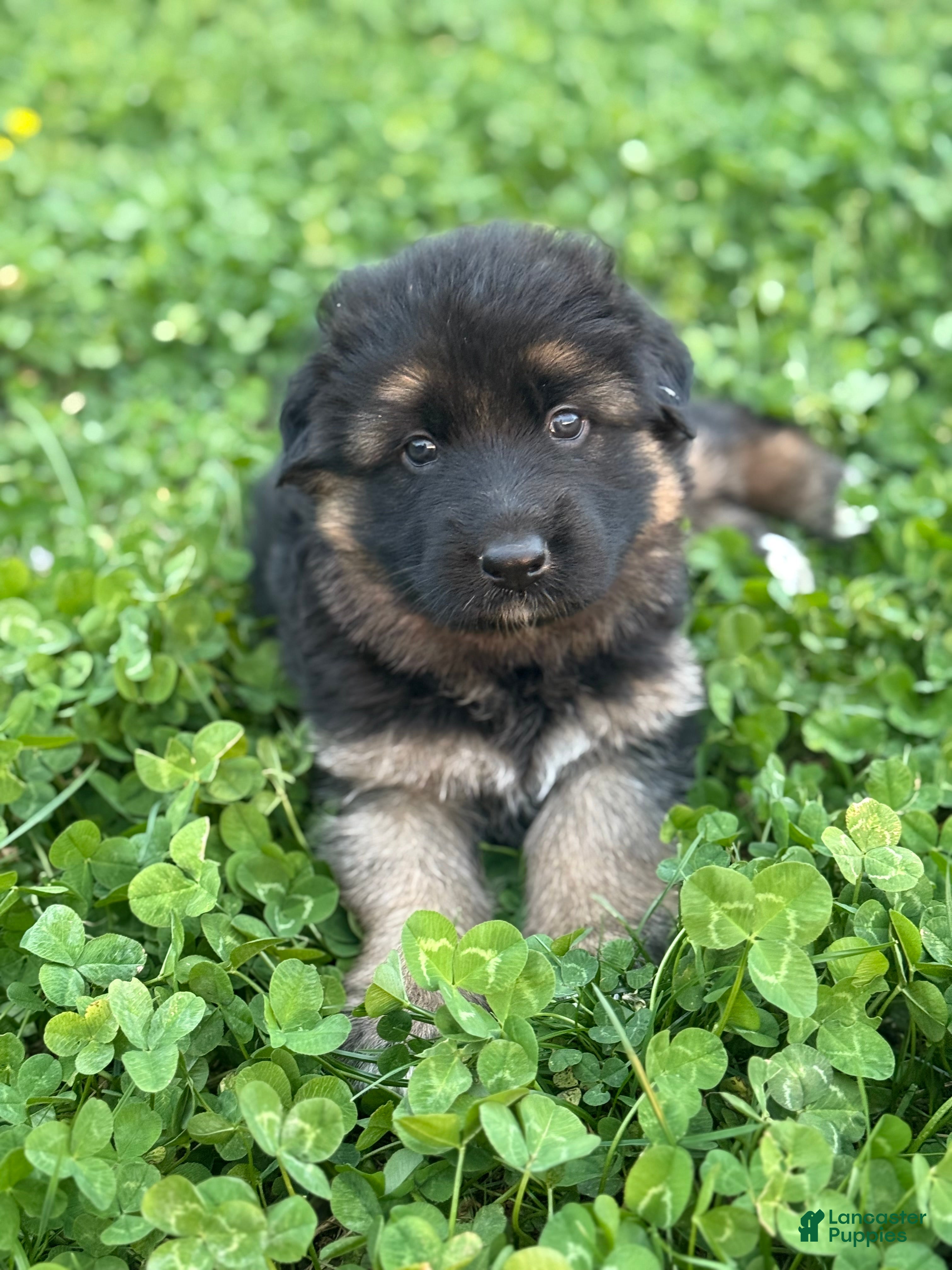 German Shepherd dogs for sale: German Shepherd Puppy 2 - Ad 4