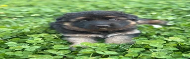 German Shepherd Puppy 2