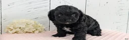 Cavapoo dogs for sale: Zion - Ad 10