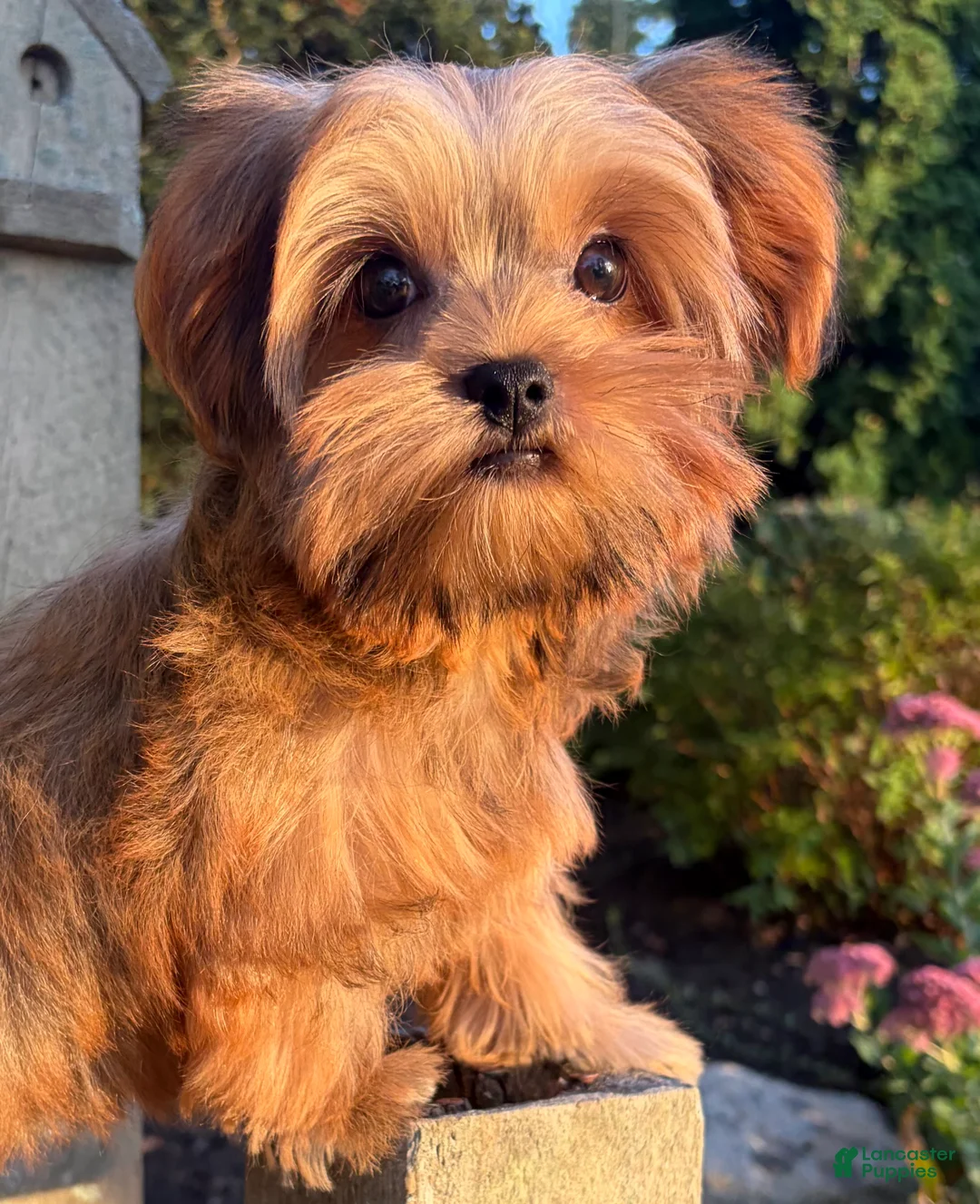 Shorkie dogs for sale: 💙IN BOSTON MASSACHUSETTS AREA💙ADORABLE SHORKIE BOY💙WILL BE SMALL💙 - Ad 2