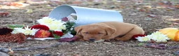 Labrador Retriever dogs for sale: Harvest - Ad 3