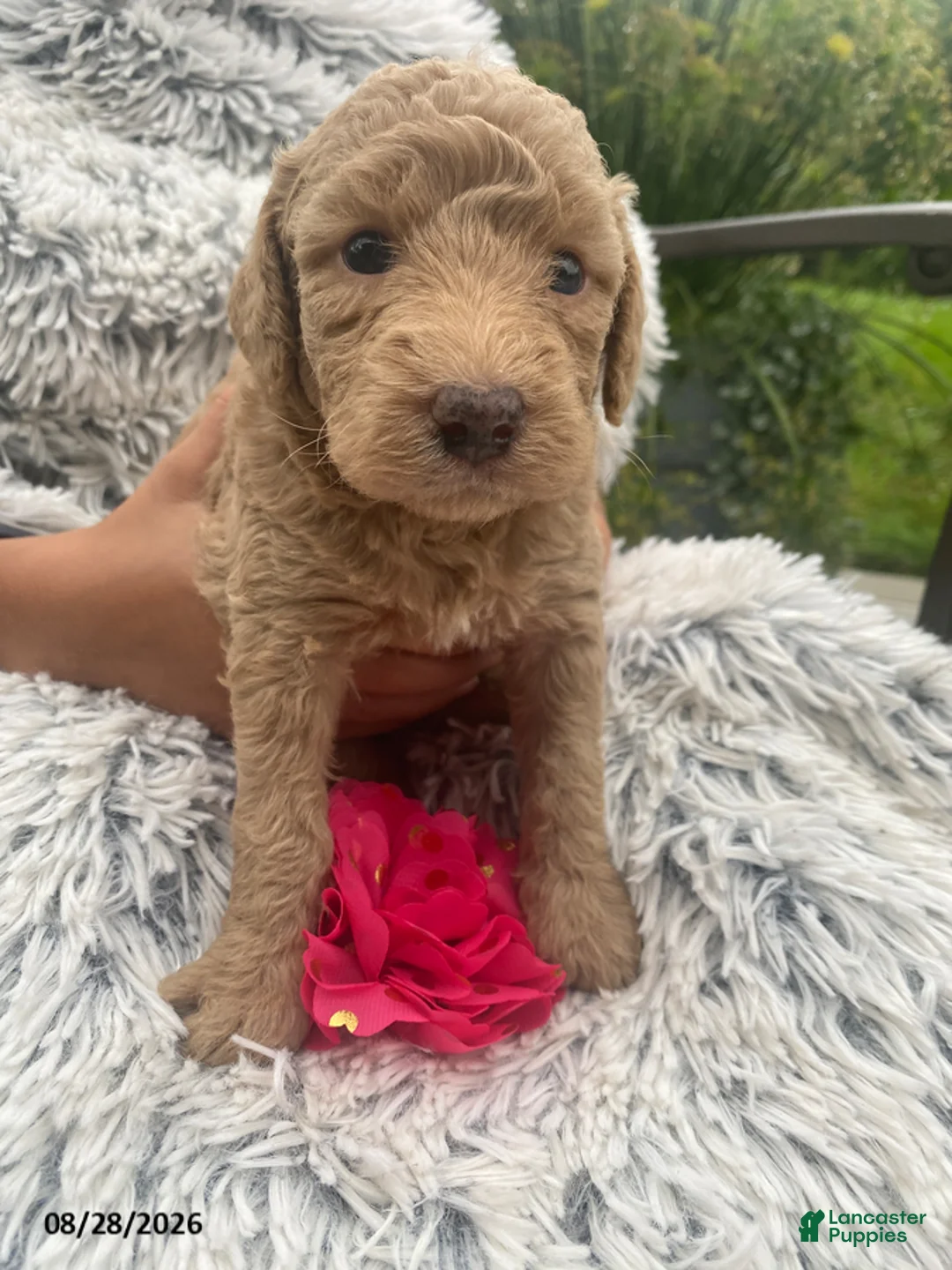 Miniature Labradoodle dogs for sale: Piper - Ad 1