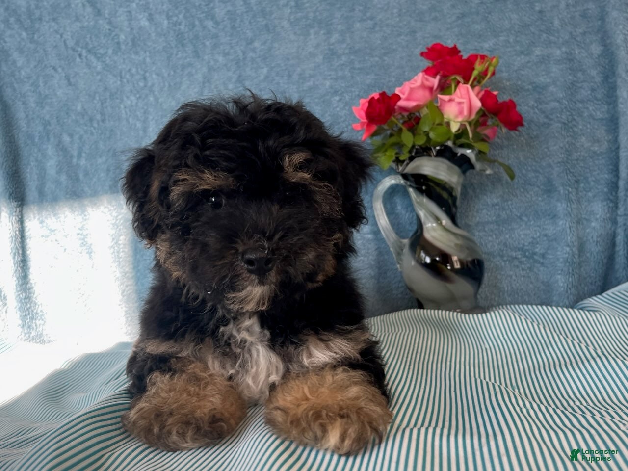 Yorkiepoo dogs Spencer - Ad 2