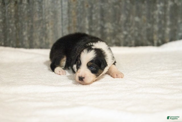 Miniature Australian Shepherd dogs Lassie Miniature Australian Shepherd Puppy  - Ad 2
