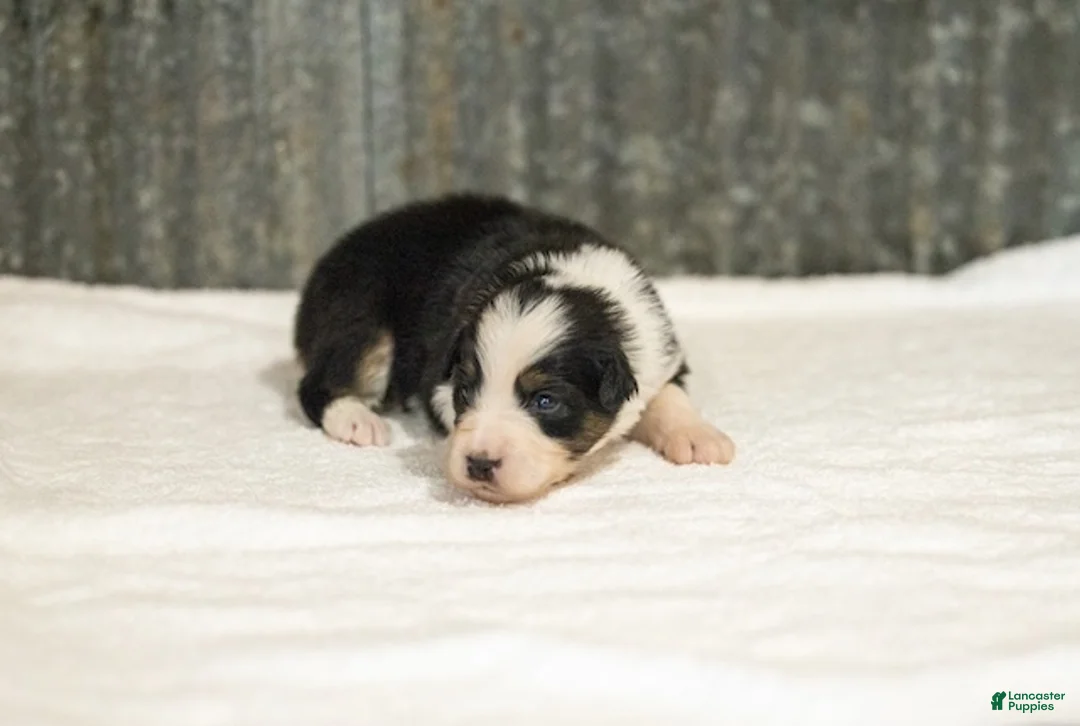 Miniature Australian Shepherd dogs for sale: Lassie Miniature Australian Shepherd Puppy  - Ad 2