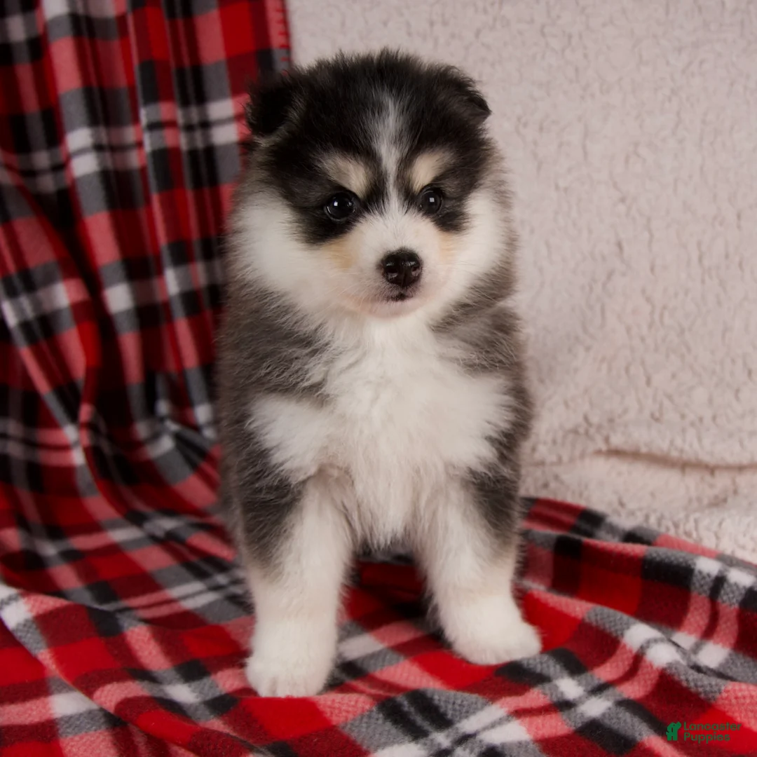 Pomsky dogs for sale: Jackson - Ad 2