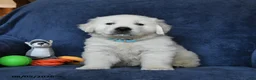 Golden Retriever dogs for sale: Blizzard - Ad 5