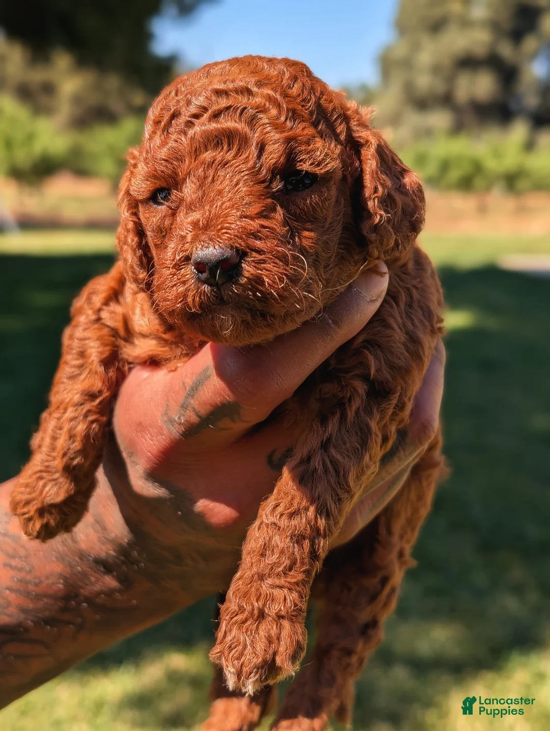 Mixed Breed dogs for sale: SHORTCAKE  - Ad 1
