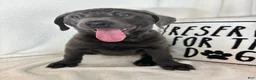 Labrador Retriever dogs for sale: Bailey - Ad 3