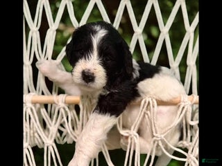 Bernedoodle dogs - Ad 37
