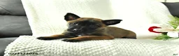 Belgian Malinois dogs for sale: Bandit - Ad 4
