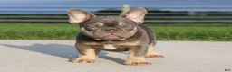 French Bulldog dogs for sale: Porcha - Ad 3