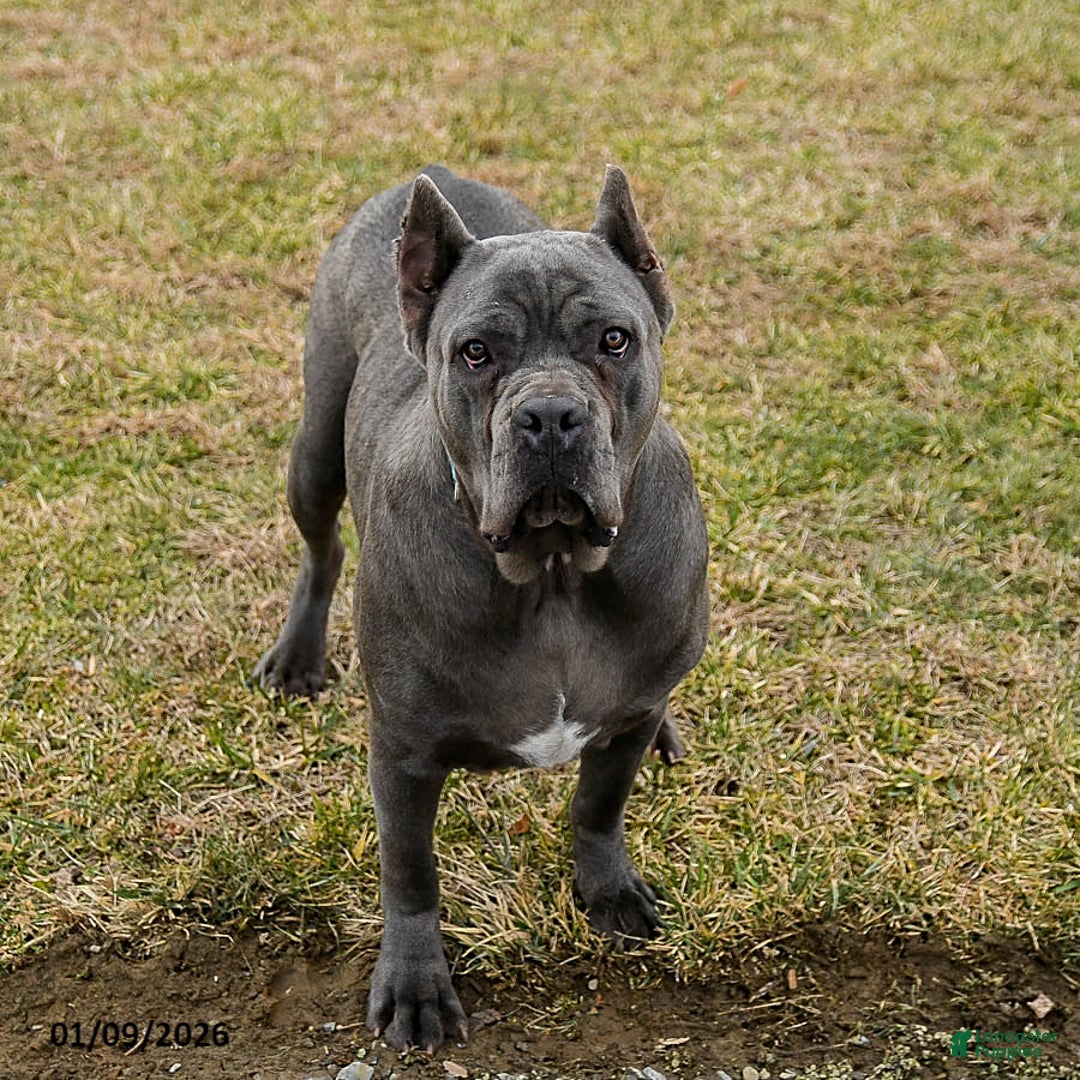 Cane Corso dogs for sale: Toby - Ad 6