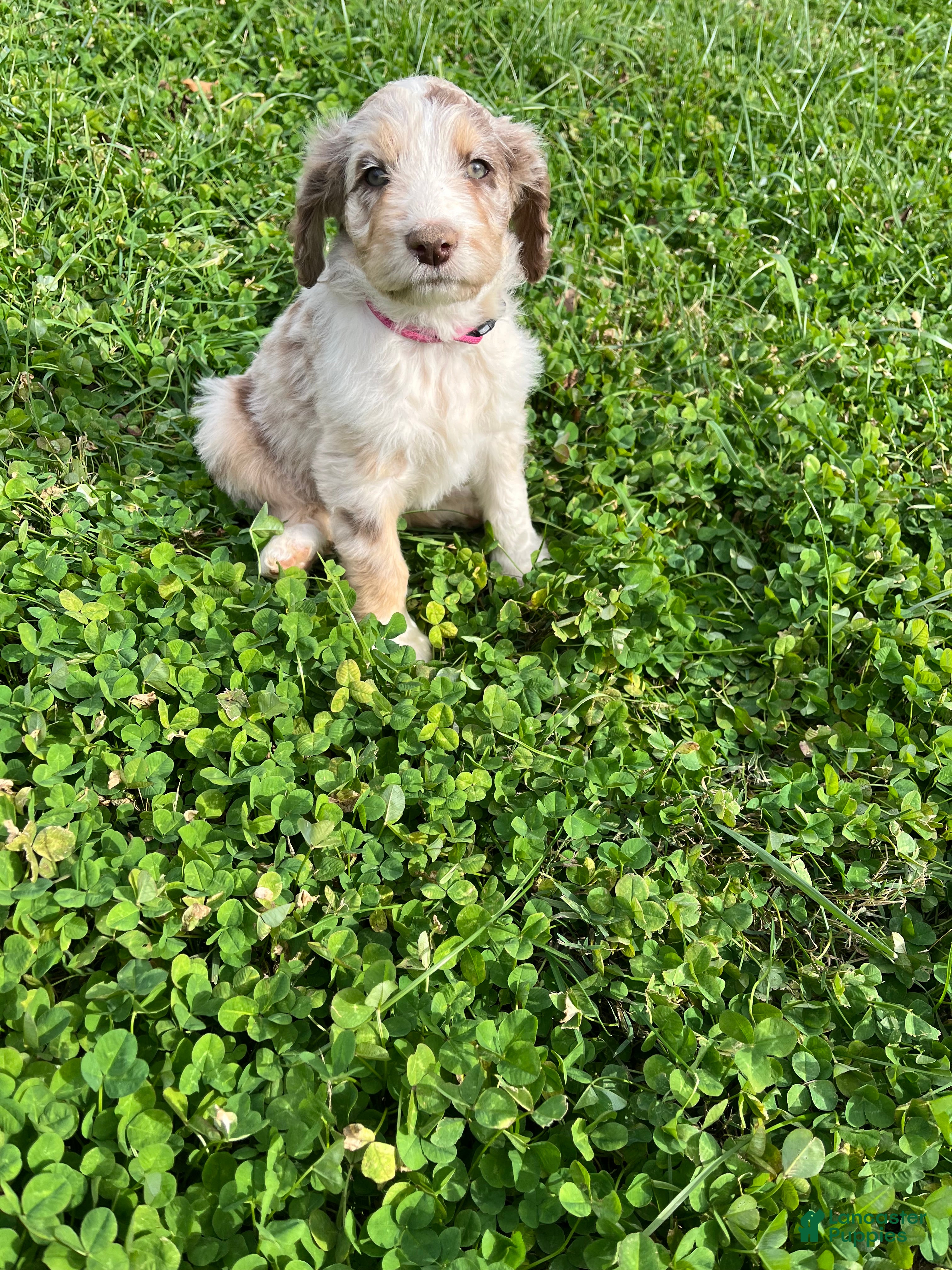 Aussiedoodle dogs for sale: Aussiedoodle 1 - Ad 1
