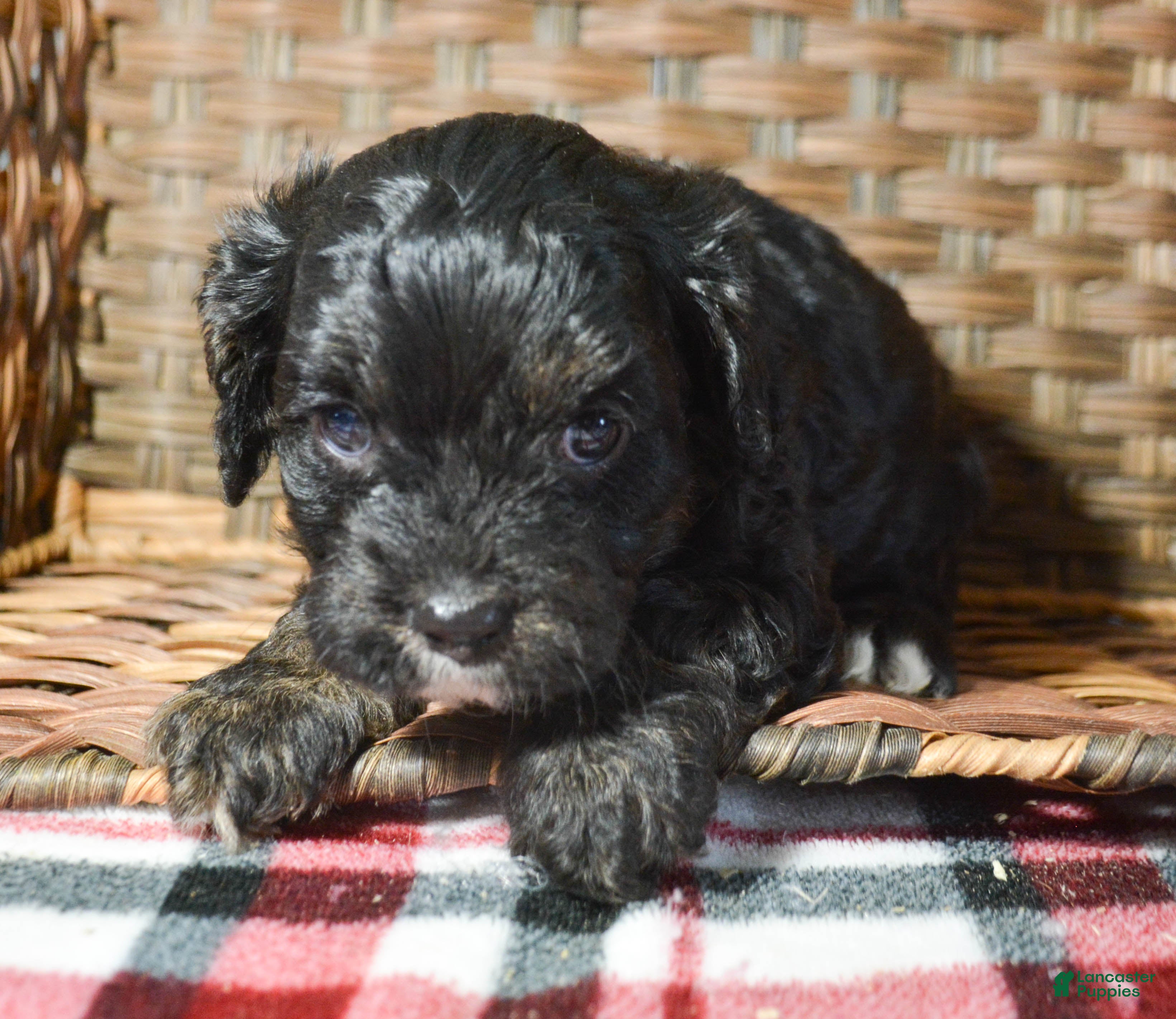 Cavapoo dogs Cavapoo Puppy 2 Chief - Ad 18