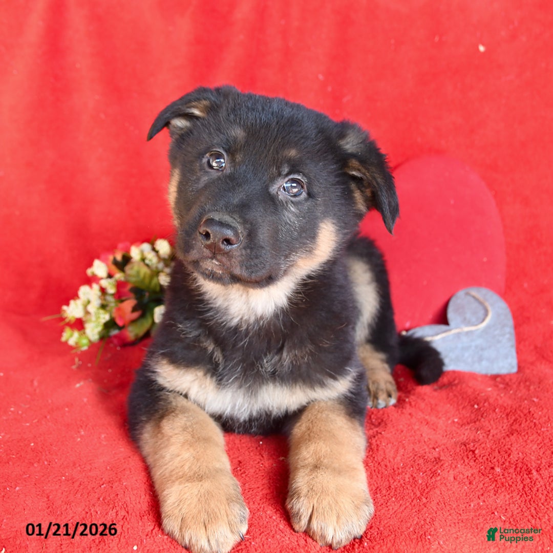 German Shepherd dogs for sale: Joe - Ad 3
