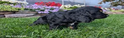 Cocker Spaniel dogs for sale: Alisa - Ad 3