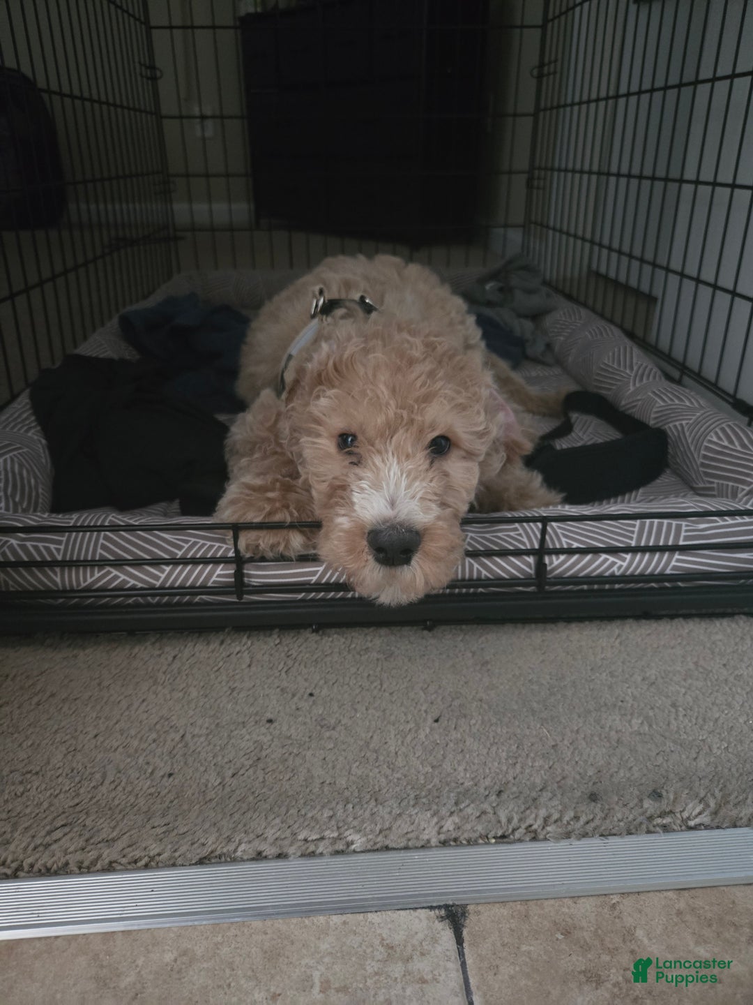 Goldendoodle dogs for sale: Goldendoodle Puppy  - Ad 3