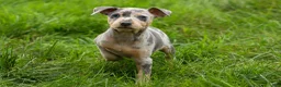 Miniature Pinscher dogs for sale: ANGIE - Ad 4