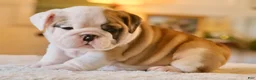 English Bulldog dogs for sale: George - Ad 6