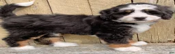 Mini Bernedoodle dogs for sale: 🩷IN BOSTON MASSACHUSETTS AREA🩷TRADITIONAL TRI COLOR🩷MINI BERNEDOODLE🩷 - Ad 3