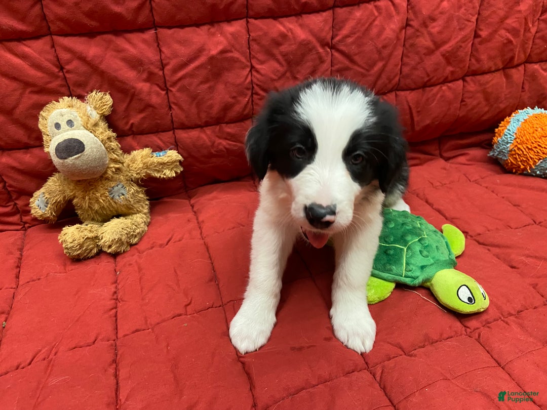 Border Collie dogs for sale: Remy - Ad 2