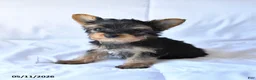 Yorkshire Terrier dogs for sale: Rusty - Ad 2