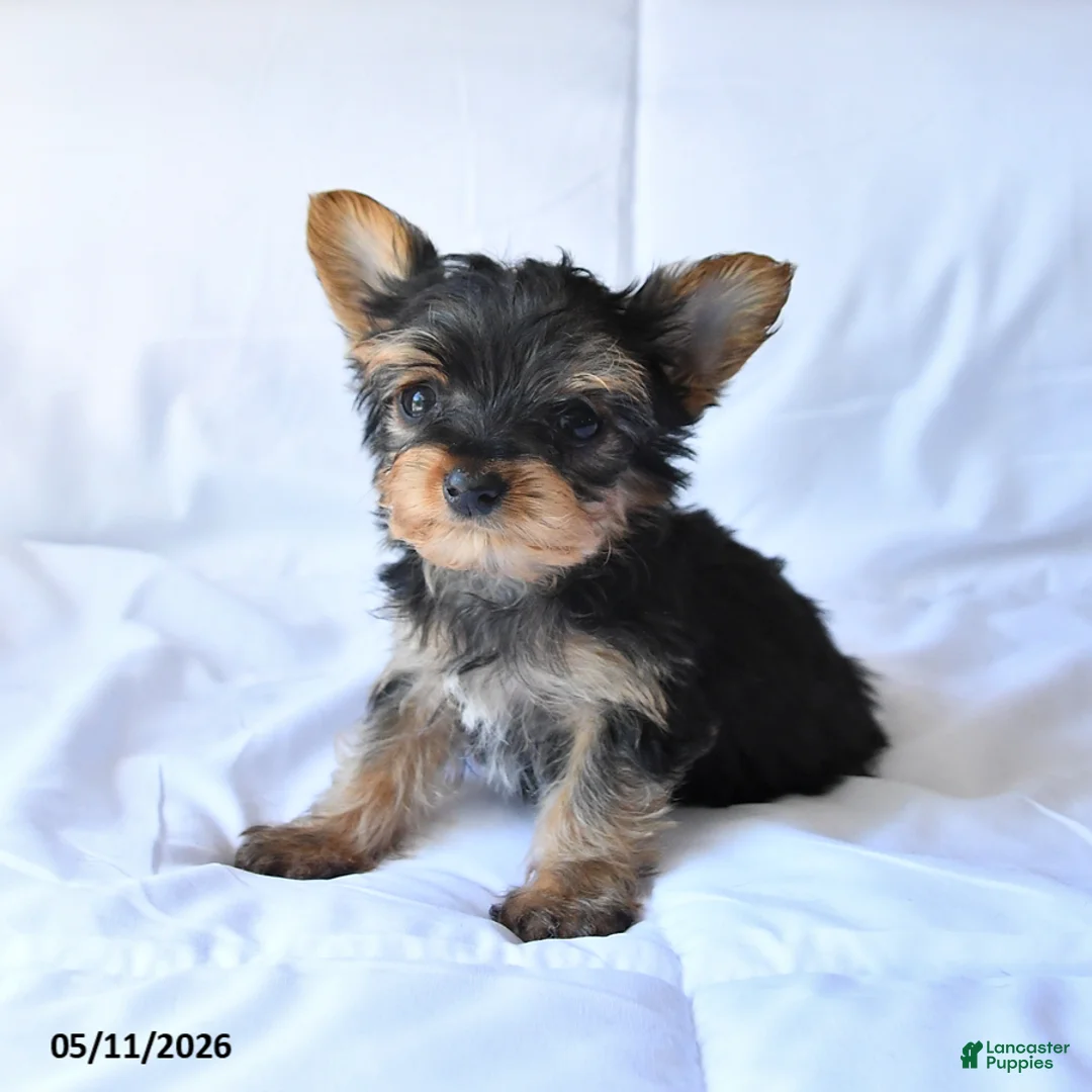 Yorkshire Terrier dogs for sale: Rusty - Ad 2