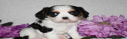 Cavalier King Charles Spaniel dogs for sale: Sammy - Ad 8