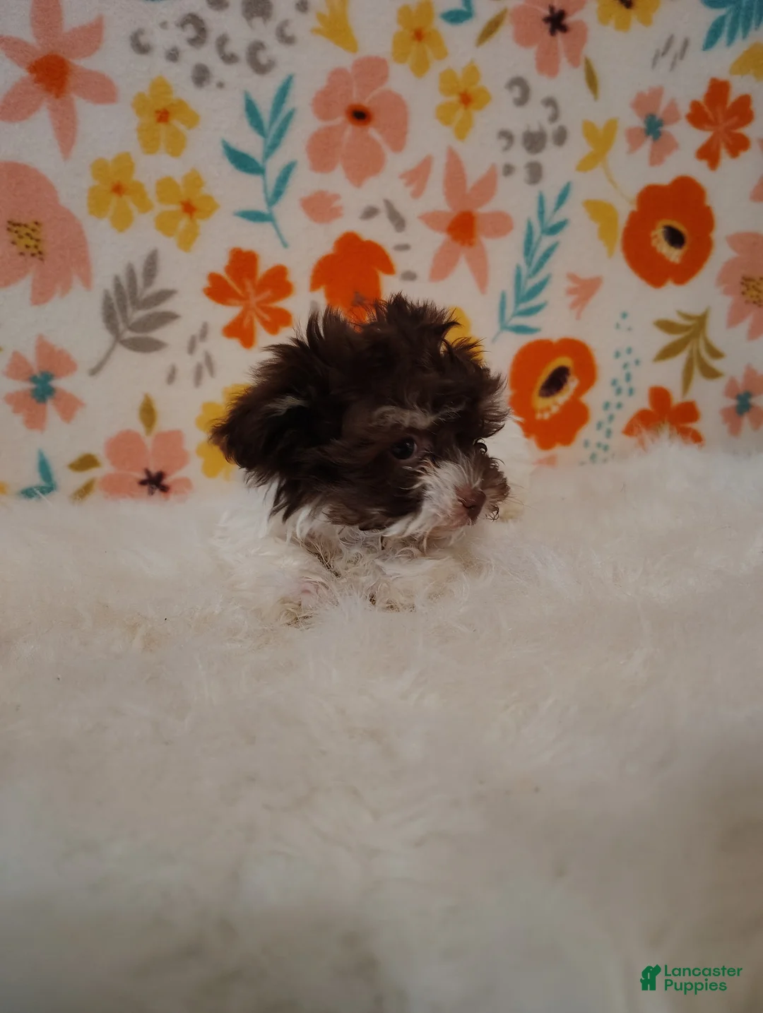 Maltipoo dogs for sale: Ellie - Ad 7