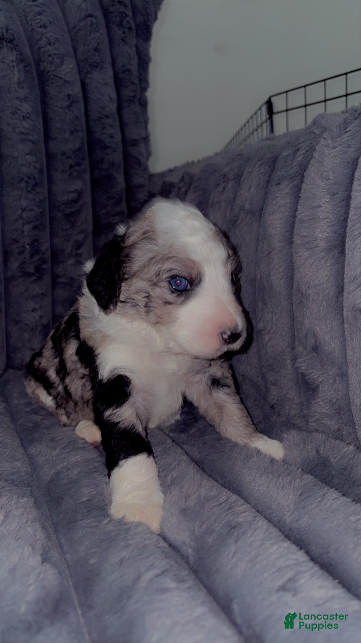 Double Doodle dogs Baby blue - Ad 4