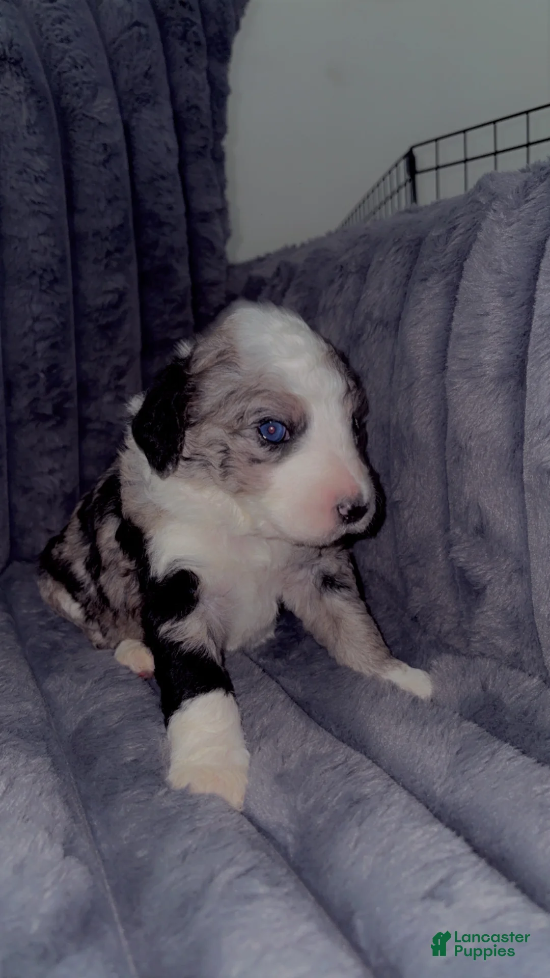 Double Doodle dogs for sale: Baby blue - Ad 1