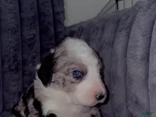 Double Doodle dogs Baby blue - Ad 4