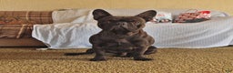 French Bulldog dogs for sale: Waffles - Ad 6