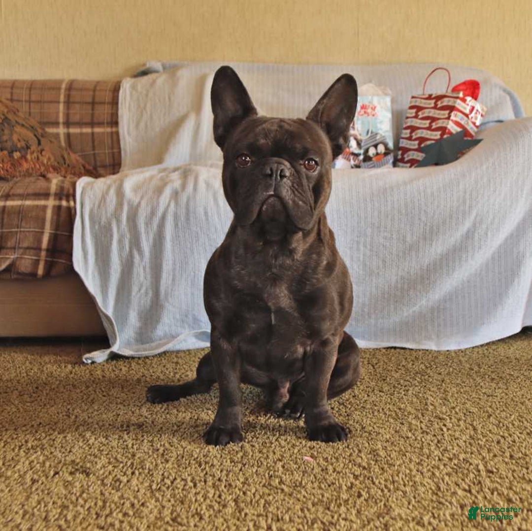 French Bulldog dogs for sale: Waffles - Ad 6