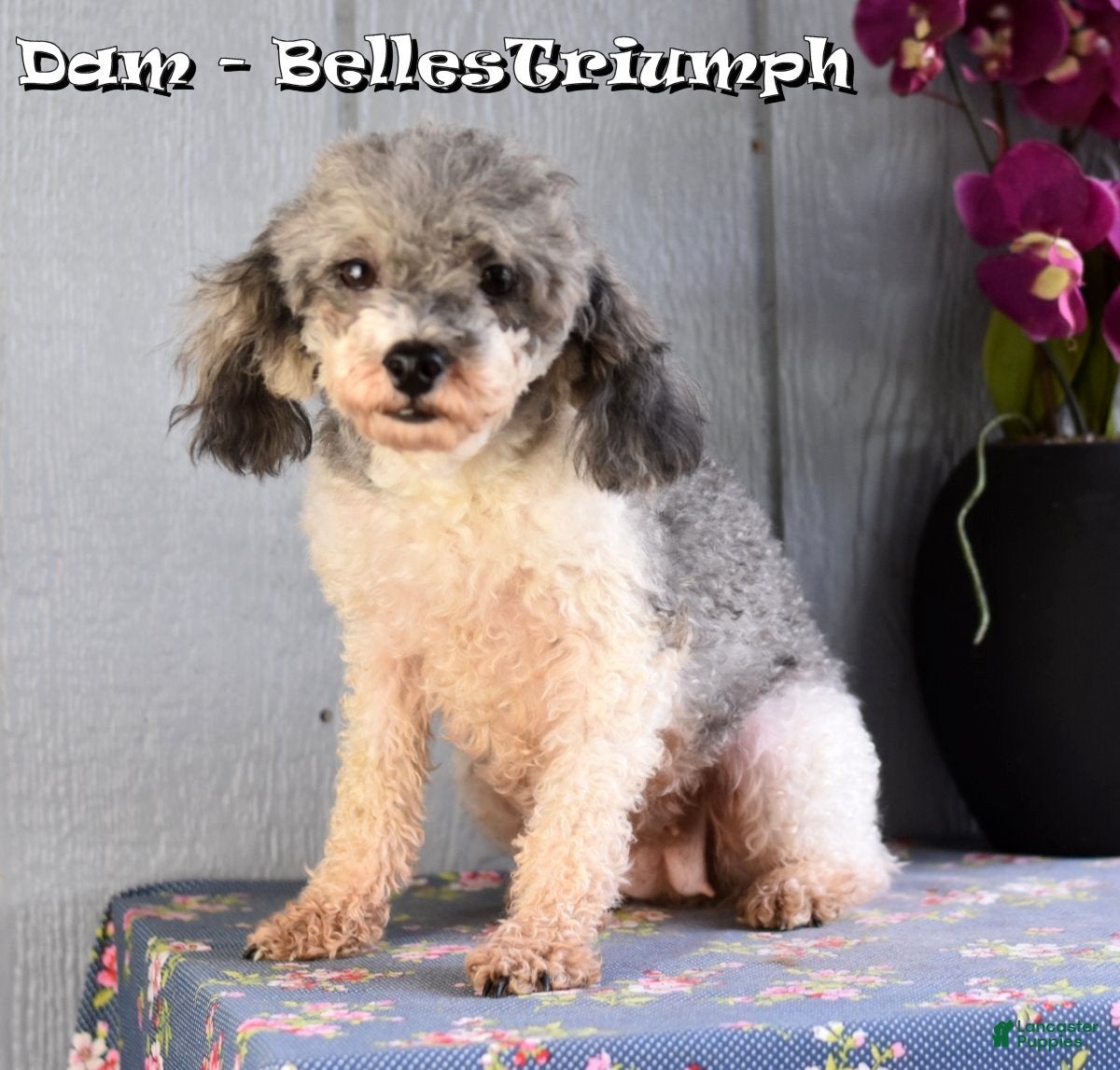 Miniature Poodle dogs for sale: Archie - Ad 11