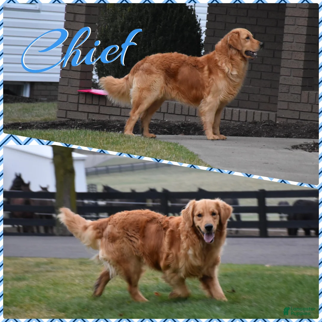 Golden Retriever dogs for sale: Bear - Ad 9