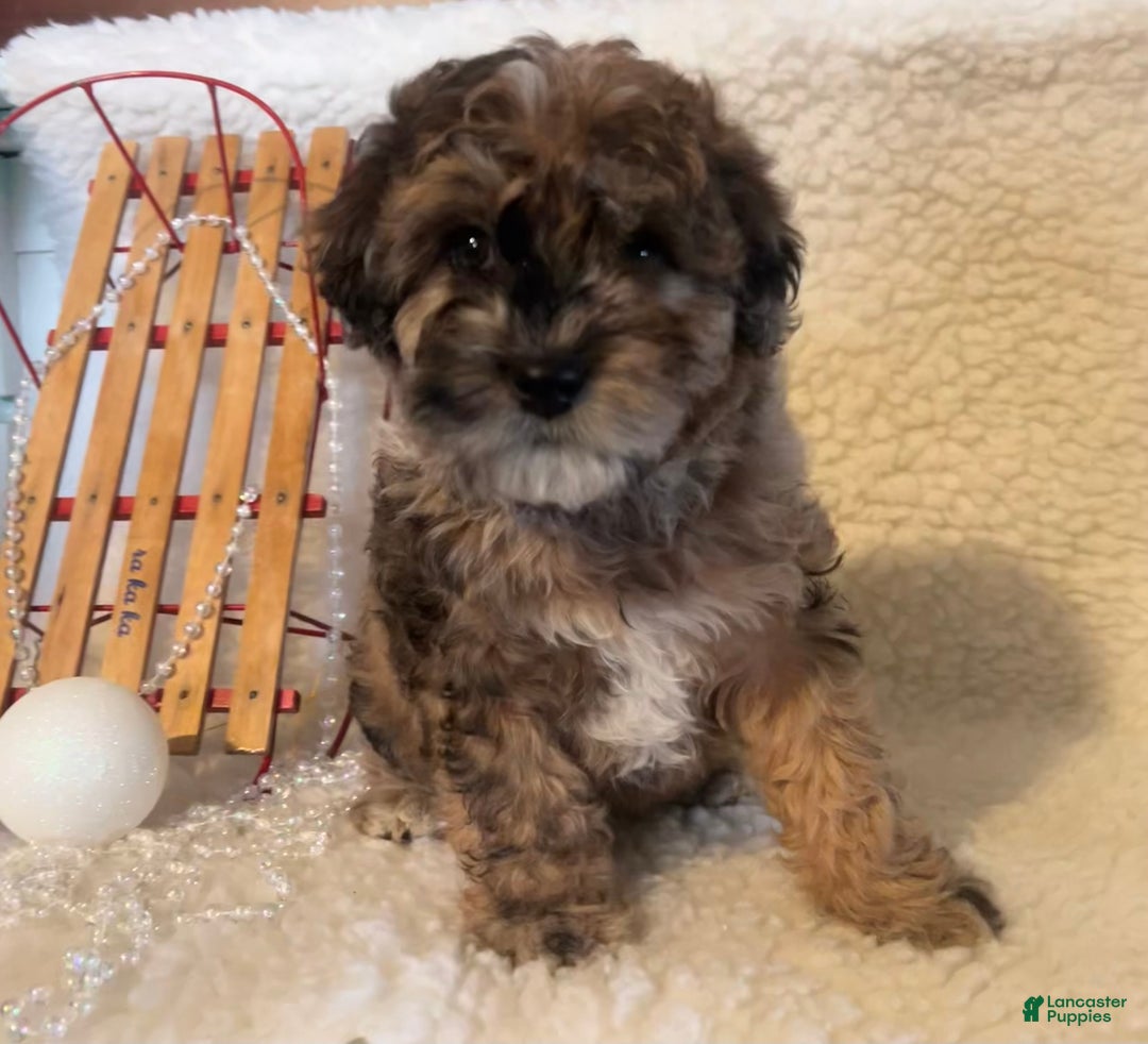 Whoodle dogs for sale: Goofy - Ad 1