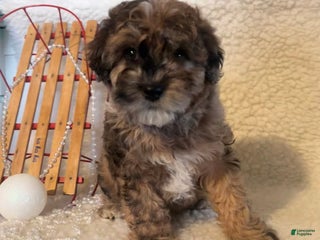 Whoodle dogs Goofy - Ad 3