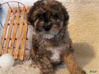 Whoodle dogs Goofy - Ad 9