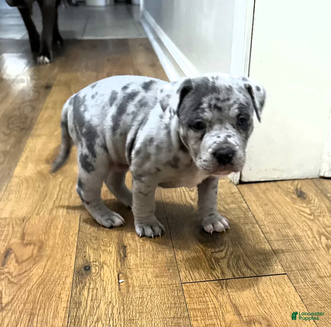 American Bully dogs for sale: "LIL KIM" - Ad 2