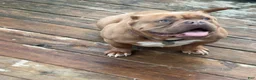 American Bully dogs for sale: Saweetie - Ad 6