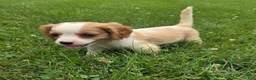 Cavalier King Charles Spaniel dogs for sale: Rider - Ad 1