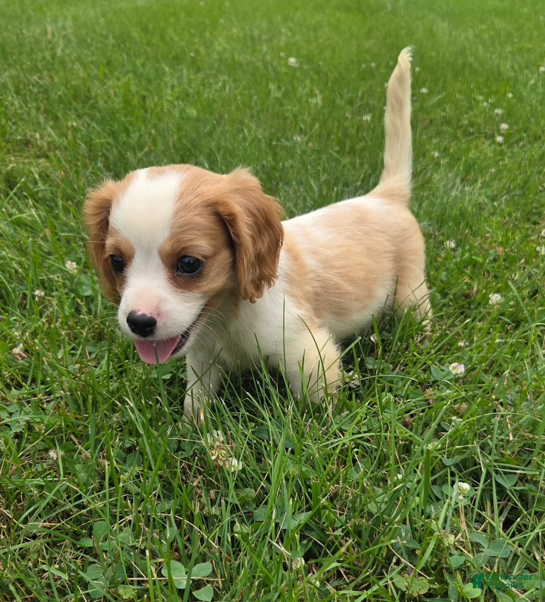 Cavalier King Charles Spaniel dogs for sale: Rider - Ad 1