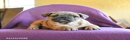 Frug dogs for sale: Trouper - Ad 4