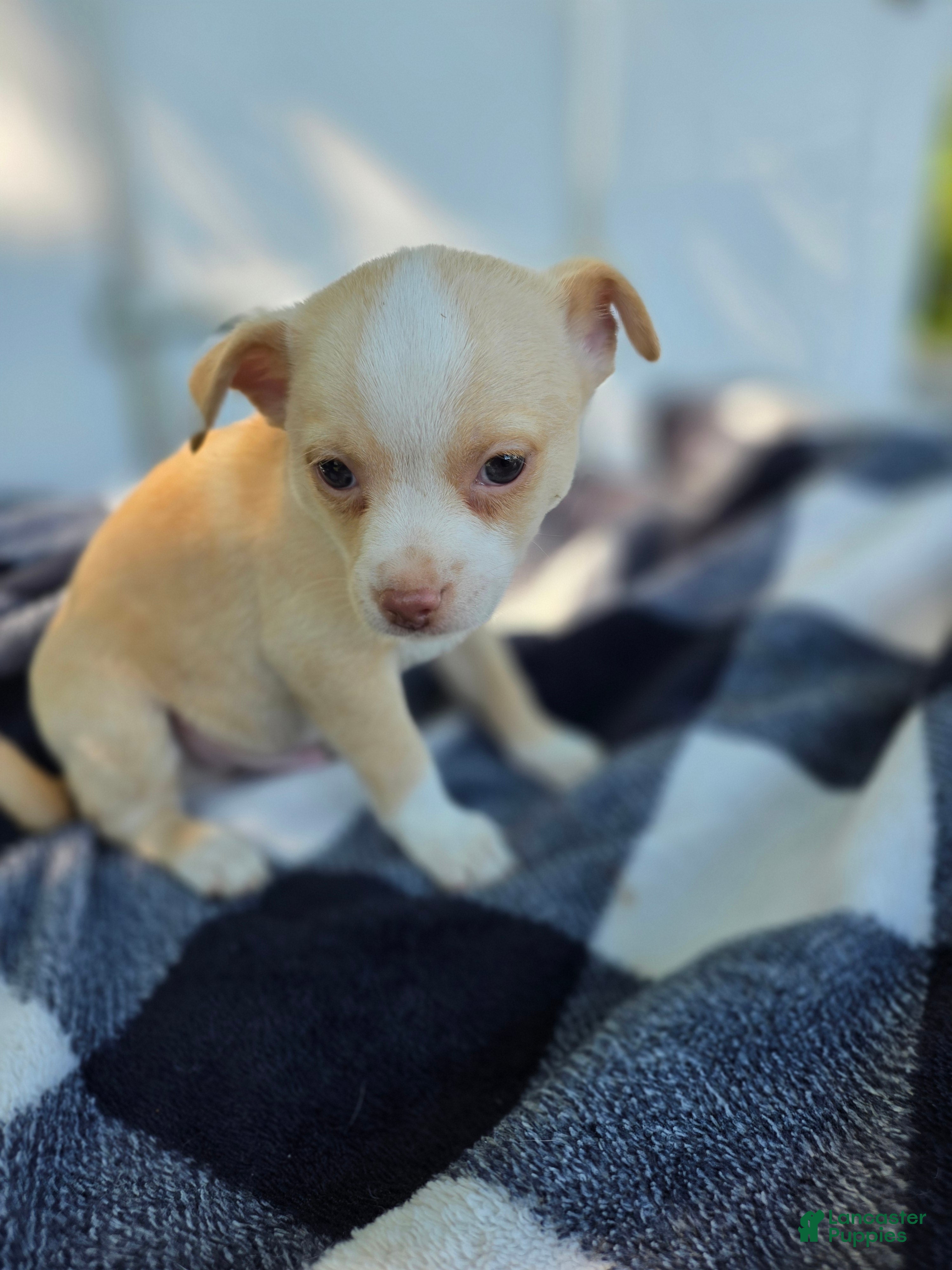 Chihuahua dogs Chihuahua Puppy 2 - Ad 33